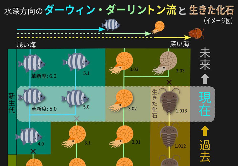 適応進化の時計は辺境ほどゆっくり進む