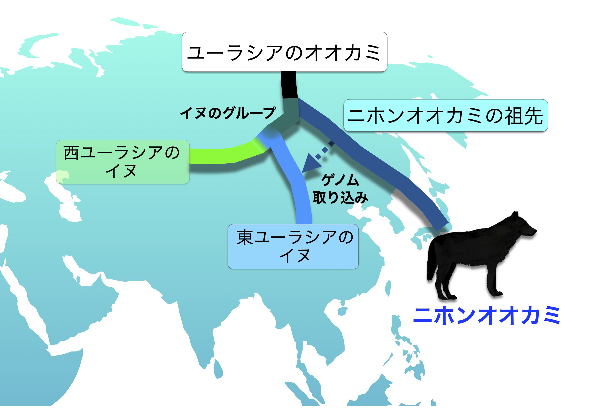 ニホンオオカミの高深度ゲノム：ニホンオオカミはイヌに最も近縁なオオカミ