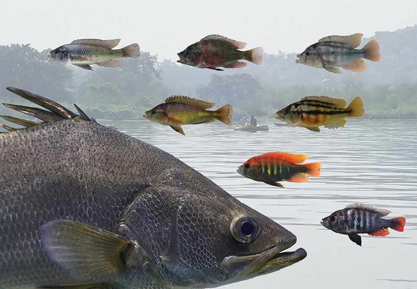 Invasive_fish_vs_cichlids