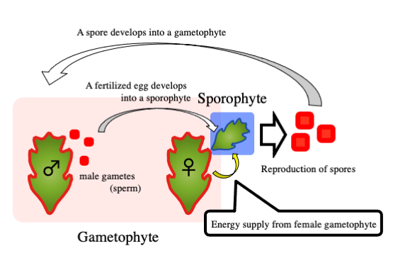 Evolution of parental care in haploid–diploid plants