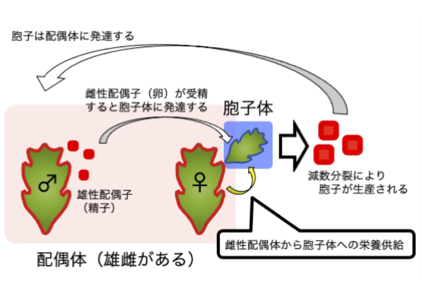 植物だって子育てに悩んでます